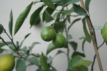 green olives on tree