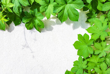 Lush green leaves cover a part of the cement wall on a sunny day. Outdoor plant decoration on white background, fresh green branch growth in spring and summer season. Nature foliage with copy space.