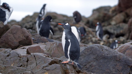 Fototapeta premium Gentoo penguin (Pygoscelis papua) on a rock at Kinnes Cove, Joinville Island, Antarctica