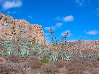 Greece. Landscape of Gramvousa island with American agaves and mountains.