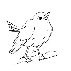 Linear sketch of a small bird. Wind graphics.