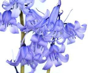 Spring bluebells, in macro, isolated on white background. Hyacinthoides non-scripta.