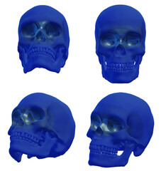 skull, human skeleton