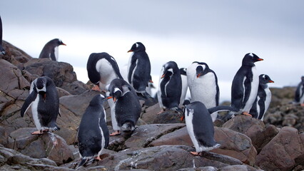 Flock of gentoo penguins (Pygoscelis papua) on a rock at Kinnes Cove, Joinville Island, Antarctica