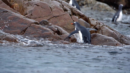 Gentoo penguin (Pygoscelis papua) climbing out of the water, onto a rock, at Kinnes Cove, Joinville Island, Antarctica