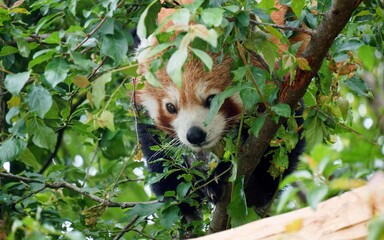 cute red panda hidden in the crown of a tree in Zoo Olomouc  (Czech Republic)