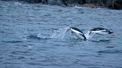 Gentoo penguins (Pygoscelis papua) swimming and jumping out of the water at Kinnes Cove, Joinville Island, Antarctica