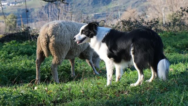4k v&iacute;deo. Slow motion de perro pastor Border Collie vigilando a las ovejas