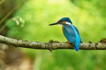 Cute male common kingfisher, alcedo atthis, sitting on branch in spring at sunrise. Small bird with colorful feathers looking in nature from front view.