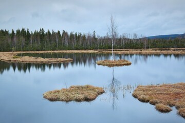 Bohemian forest national park.  Single birch tree on island in peat bog, Chalupska slat, Sumava...