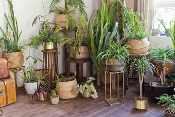 Fototapeta premium Interior with green plants in flowerpots