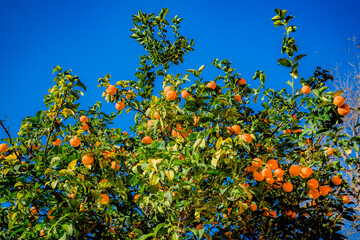 Oranger en Occitanie