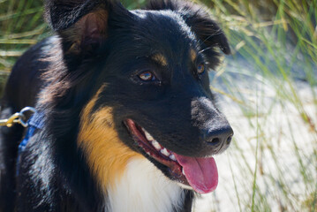 Australien Shepherd am Strand 