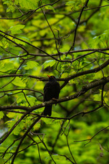 Chirp Chirp