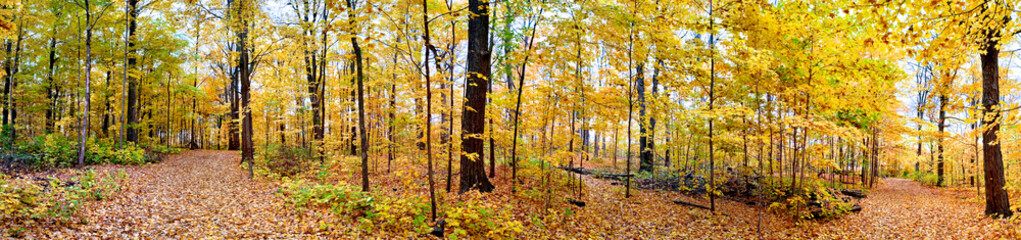 Web banner of a forest with fallen leaves and autumn leaf colour