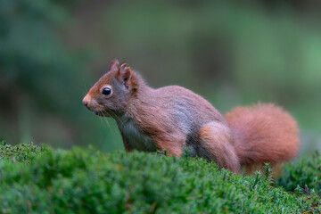 Naklejka na ściany i meble Curious Eurasian red squirrel (Sciurus vulgaris) in the forest of Noord Brabant in the Netherlands. 