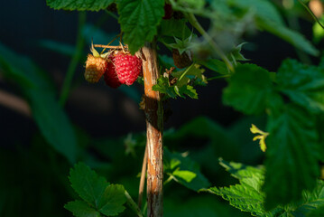 Branch of ripe raspberries in garden. Red sweet berries growing on raspberry bush in fruit garden.