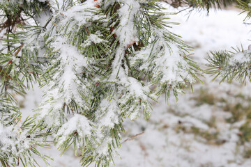 Trees covered with snow in winter.