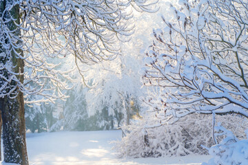 snow covered trees in winter