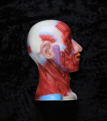 model medical anatomy human head on black background