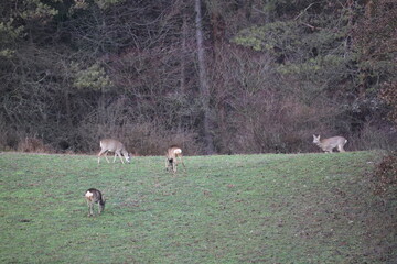 Roe deer grazing in the field.