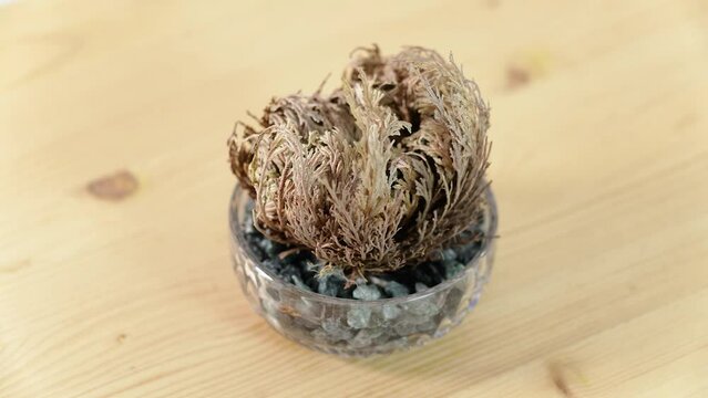 Selaginella lepidophylla reviving. Time lapse of a "resurrection plant" uncurling. This plant is also known as flower of stone, false rose of Jericho and rose of Jericho. Concept for Cryptobiosis.