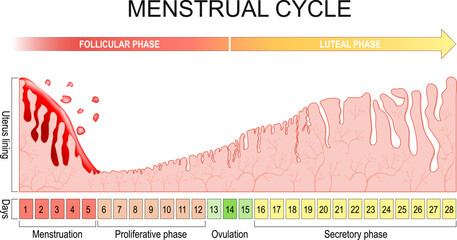 Menstrual cycle. changes in the endometrium during the menstrual cycle