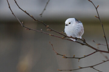 Long-tailed tit (Aegithalos caudatus)