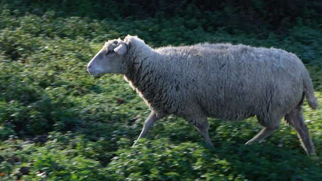 4k v&iacute;deo. Slow motion Ovejas corriendo libres por el campo