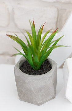 A houseplant from the aloy vera family, planted in a gray vase, which fits well with the interior of the room