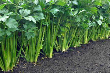 green frash petiole  celery plantation (leaf vegetables) in the vegetable garden