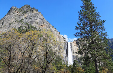 Bridalveil fall and pine tree - Yosemite NP, California