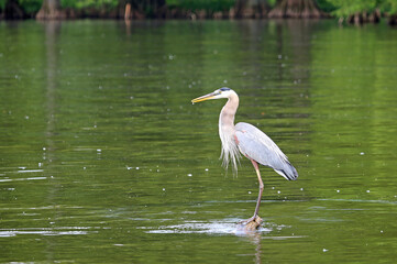 Great Blue Heron - Tennessee