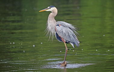 Beautiful heron - Great Blue Heron - Tennessee