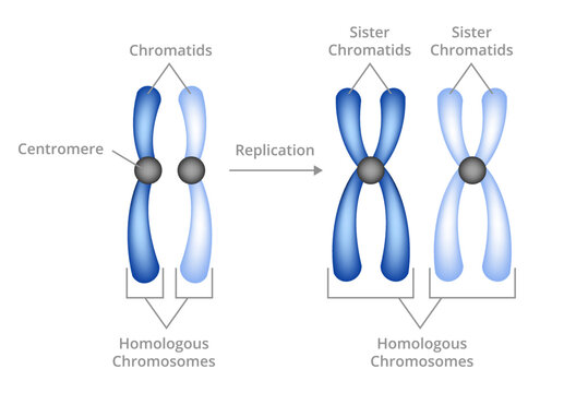 Vector illustration of chromosomal replication isolated on white background. Chromosomes and chromatids. Pair of homologous chromosomes, sister chromatids consist of two copies of the same chromosomes