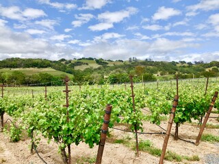 Fototapeta na wymiar Vineyard at winery near Cloverdale, California.