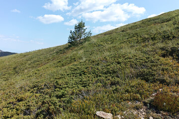 Obraz premium Summer landscape of Belasitsa Mountain, Bulgaria