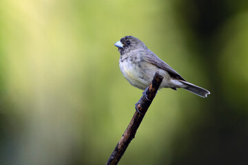 A young of Yellow-bellied Seedeater also know as Baiano perched on a tree branch in a forest. Species Sporophila nigricollis. Bird lover. Birdwatching. Birding.