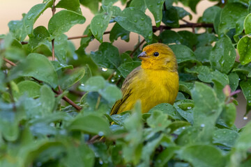 A male of Saffron Finch also known as Canario or Chirigue Azafranado is a yellow bird typical of Brazil. Species Sicalis flaveola. Birdwatcher.  Bird lover. Birding. Yellow bird.
