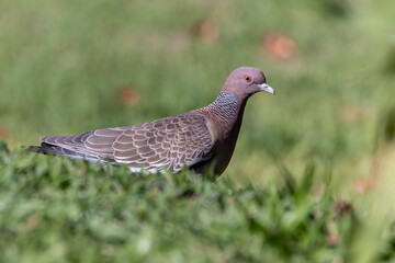 The Picazuro Pigeon also know as Asa Branca perched on the grass. Big dove native to Brazil. Species Patagioenas Picazuro. animalworld. Birdwatching. Birding.