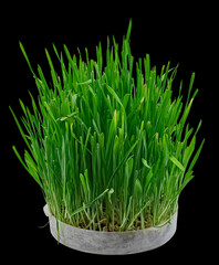 Young Sprouts of Cat Wheat Grown at Home. Isolated On Black Background