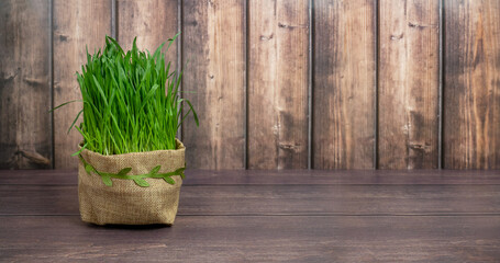 Green wheat sprouts for Nowruz holiday. Traditional celebration of vernal equinox. Persian, Iranian, Azerbaijan New Year