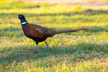 A Beautiful Common Pheasant is Gracefully Stepping on the Grass in Early Winter