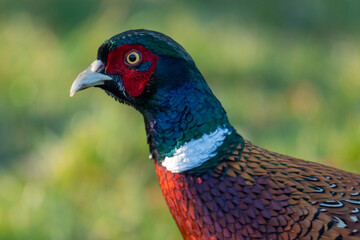Beautiful Common Pheasant Male Portrait