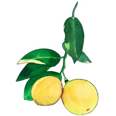 Watercolor clipart of yellow lemons on a lemon tree branch with green leaves on a transparent background. It can be used for prints, fabrics, cards, icons and more. PNG file 6000х6000 px at 300 dpi.