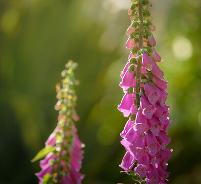 Foxglove (Digitalis)