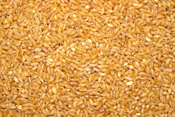 Dried Wheat Grains.