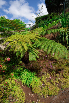 A variety of colorful flora on the island of Madeira.