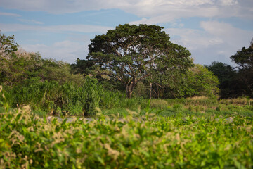 Fototapeta premium Árbol Tropical