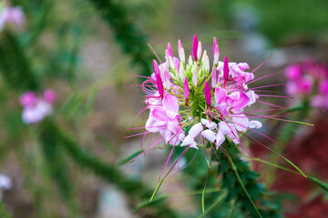 Spider flower or Cleome hassleriana annual flowering plant with closed pink flowers and stamens starting to wither on dark green